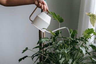 small watering can for indoor herbs