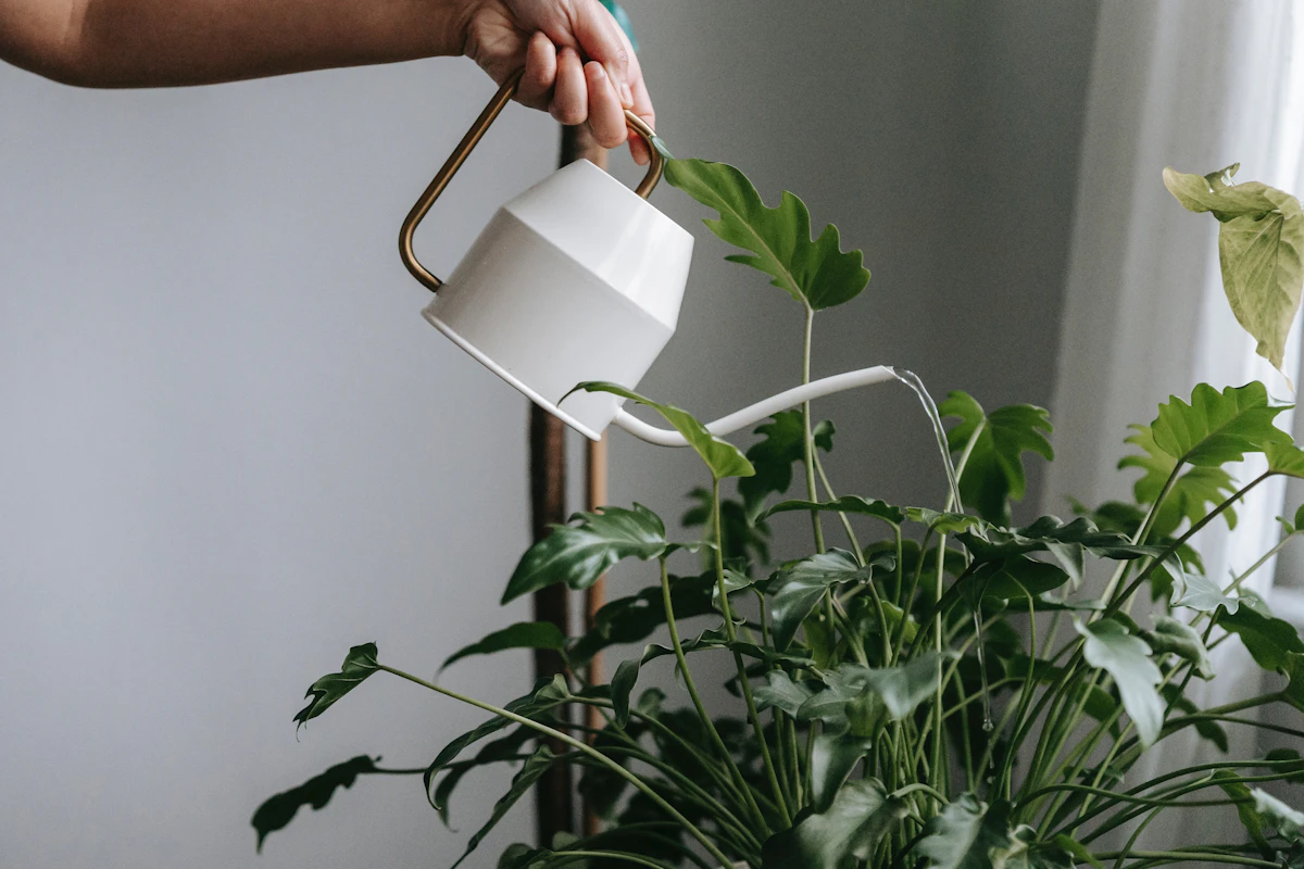 Cada cuánto regar las plantas de interior: frecuencia real y cómo saberlo