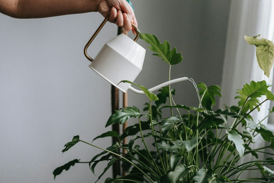 Workshop Tưới & Chăm Sóc Cơ Bản