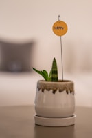 A small potted plant gift decorated with a delicate tag at a wedding celebration.
