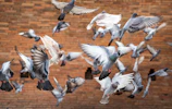 A whimsical display of pigeon portraits arranged on a vintage gallery wall.