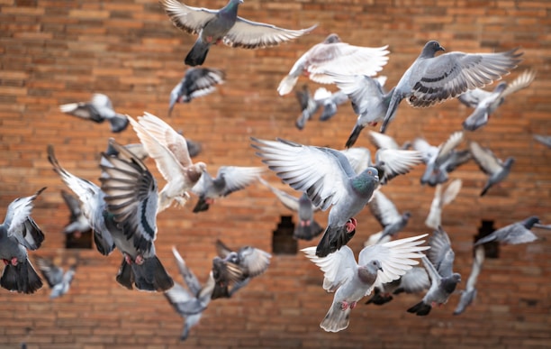 A collage of racing pigeons in various competitions.