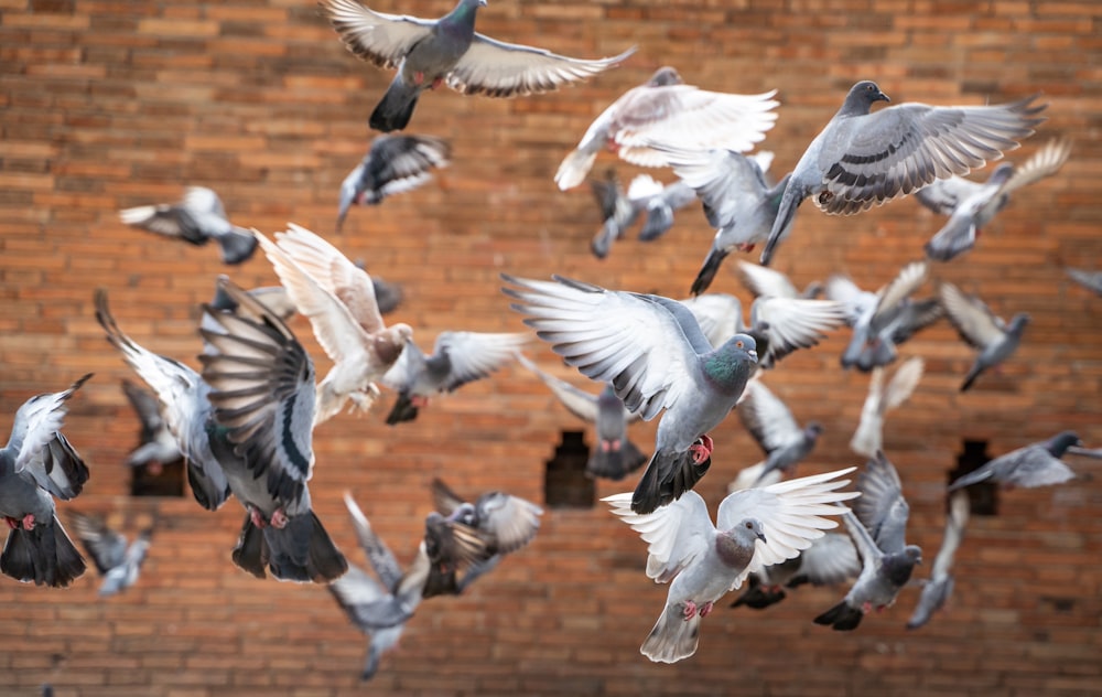 a flock of birds flying over a brick wall
