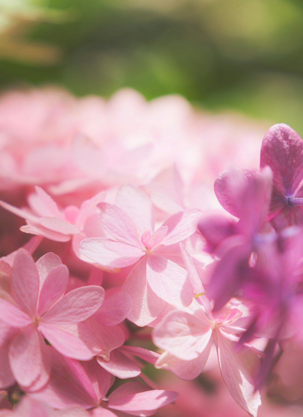 a close up of a bunch of pink flowers