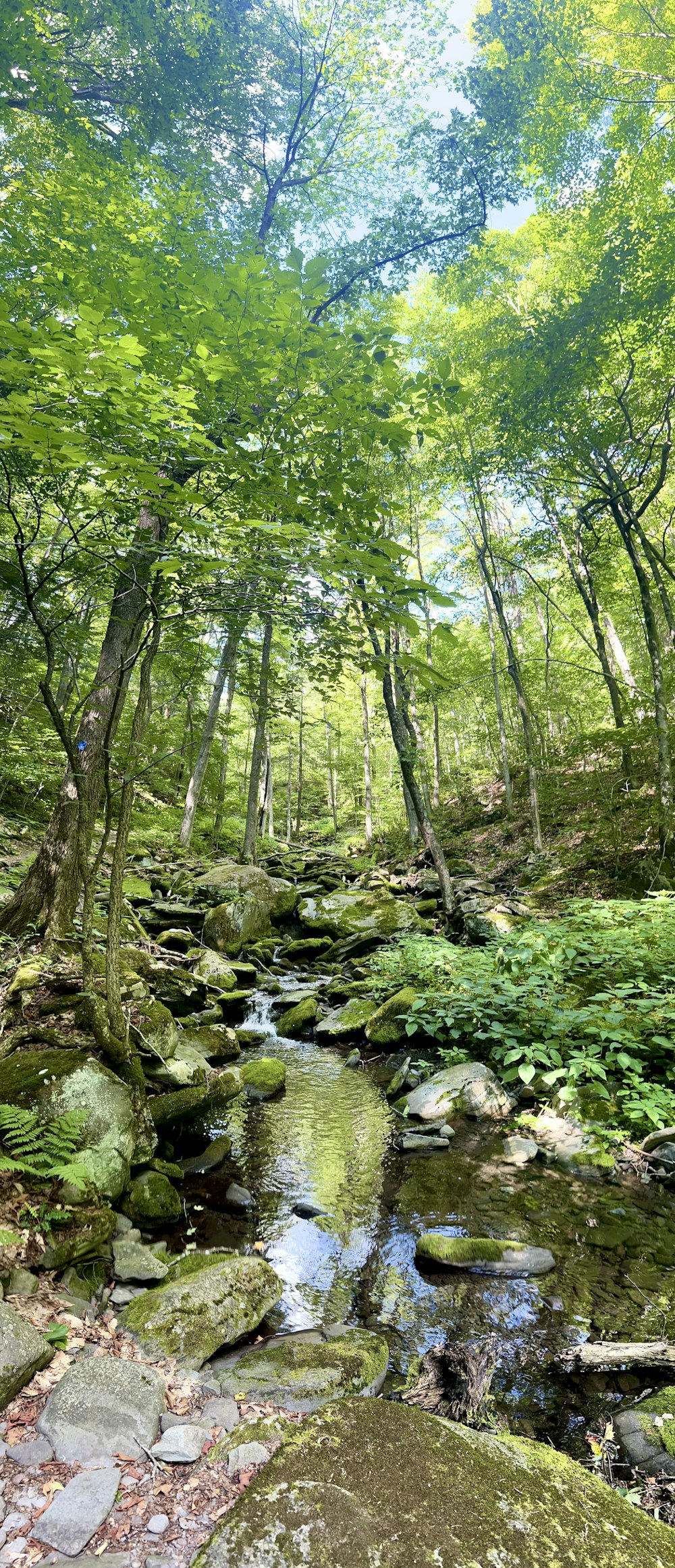 a stream running through a lush green forest