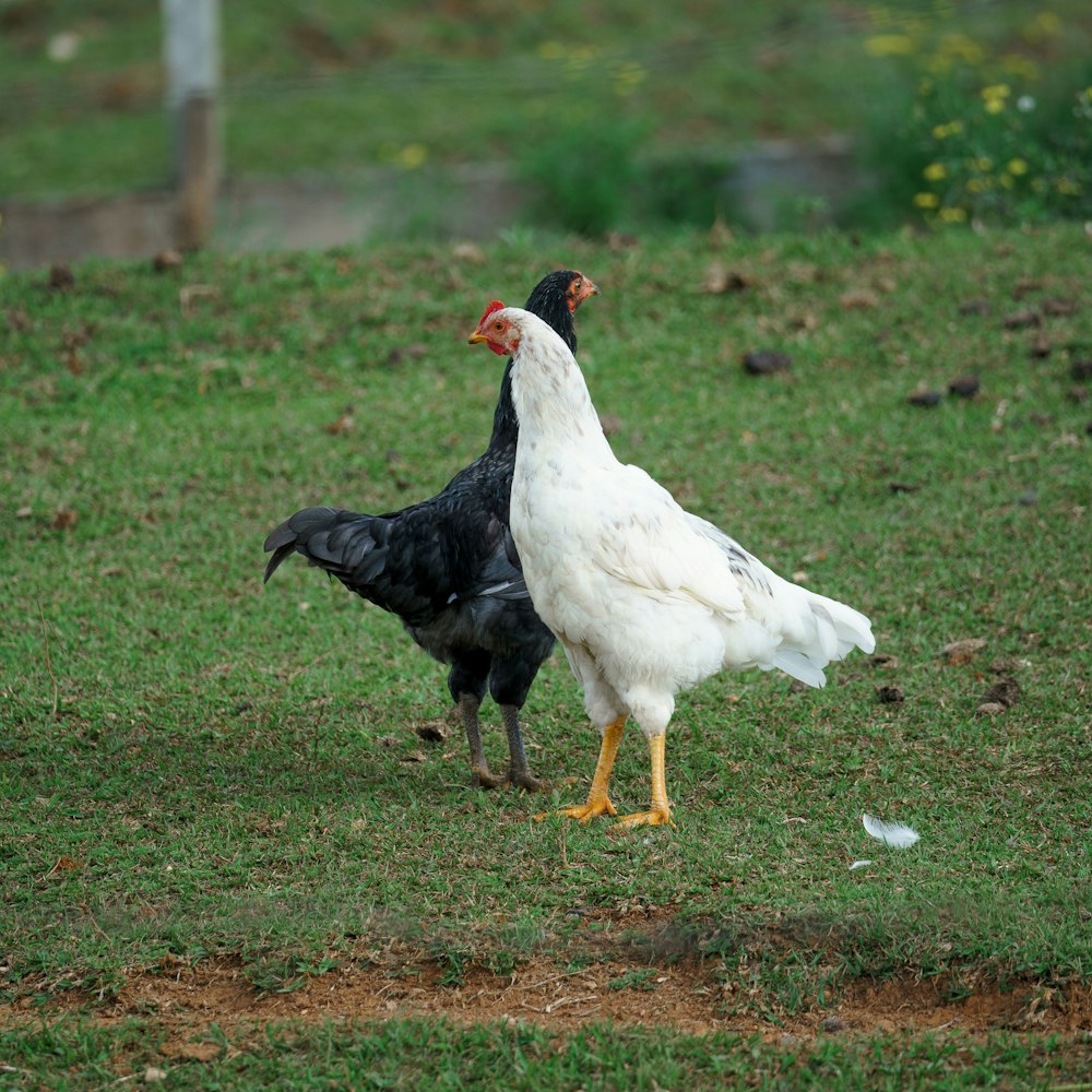 a couple of chickens standing on top of a lush green field