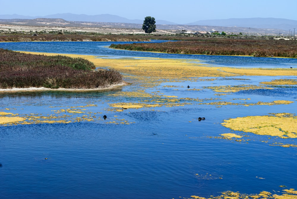 a body of water with yellow algae floating on it