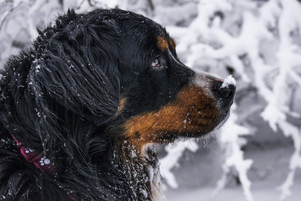 a close up of a dog in the snow