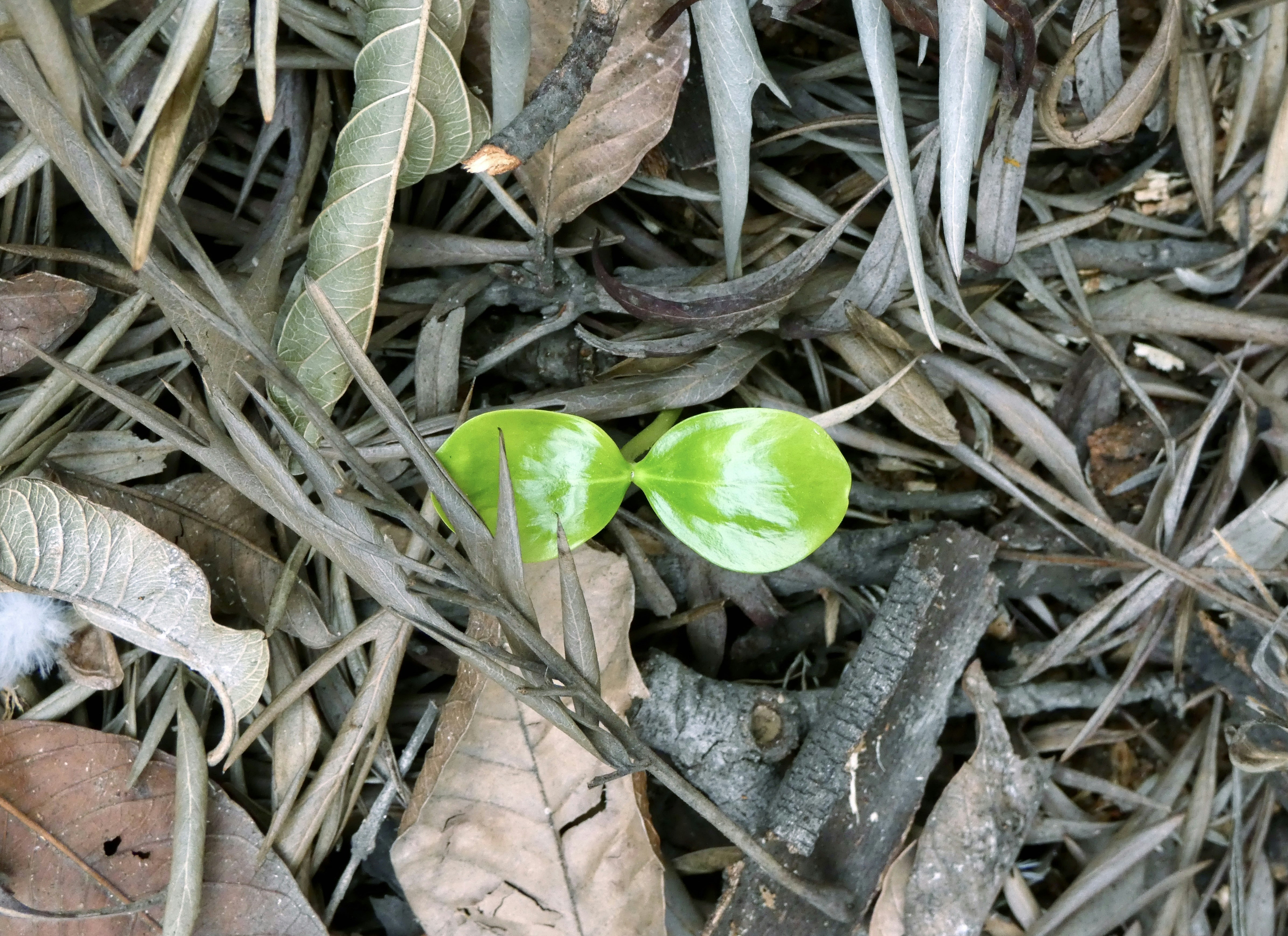 A single green sprout growing through cracked, dry earth.