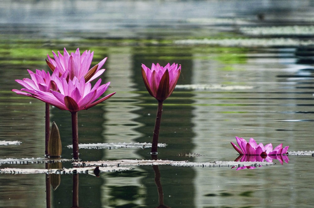 a group of pink flowers floating on top of a lake