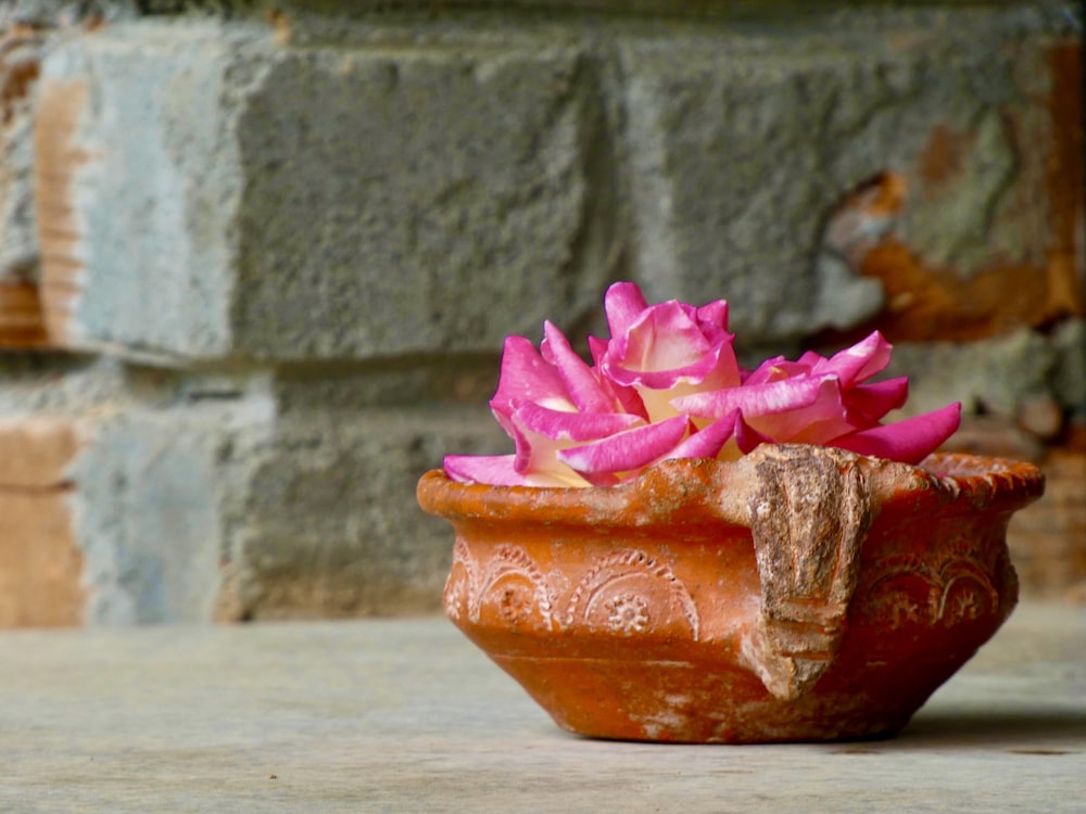 a pink flower is in a clay pot