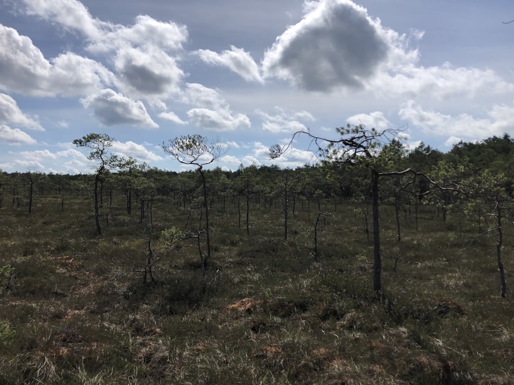 a field with trees and clouds in the sky