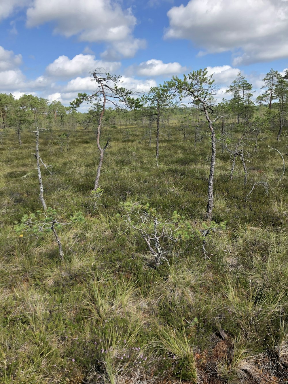 a field with trees and grass on a cloudy day