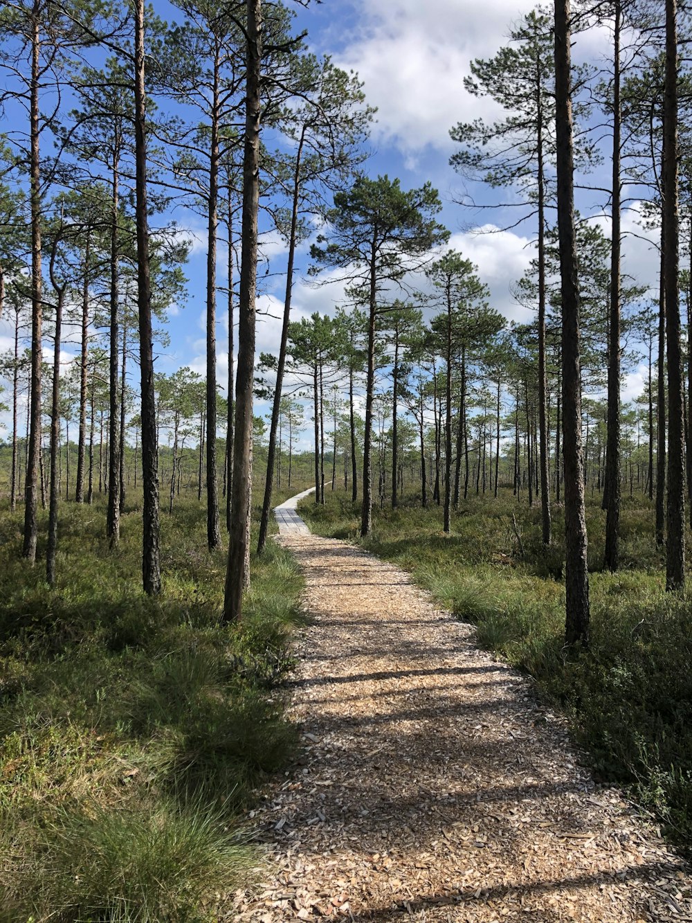 a dirt road in the middle of a forest