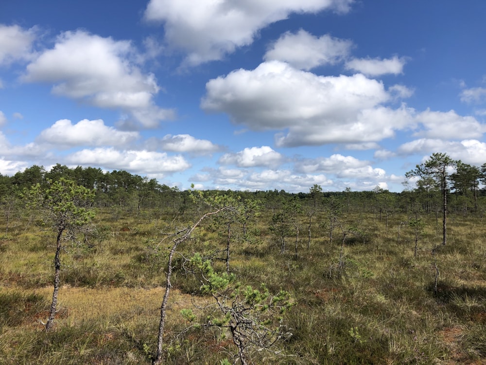 a field that has some trees in it