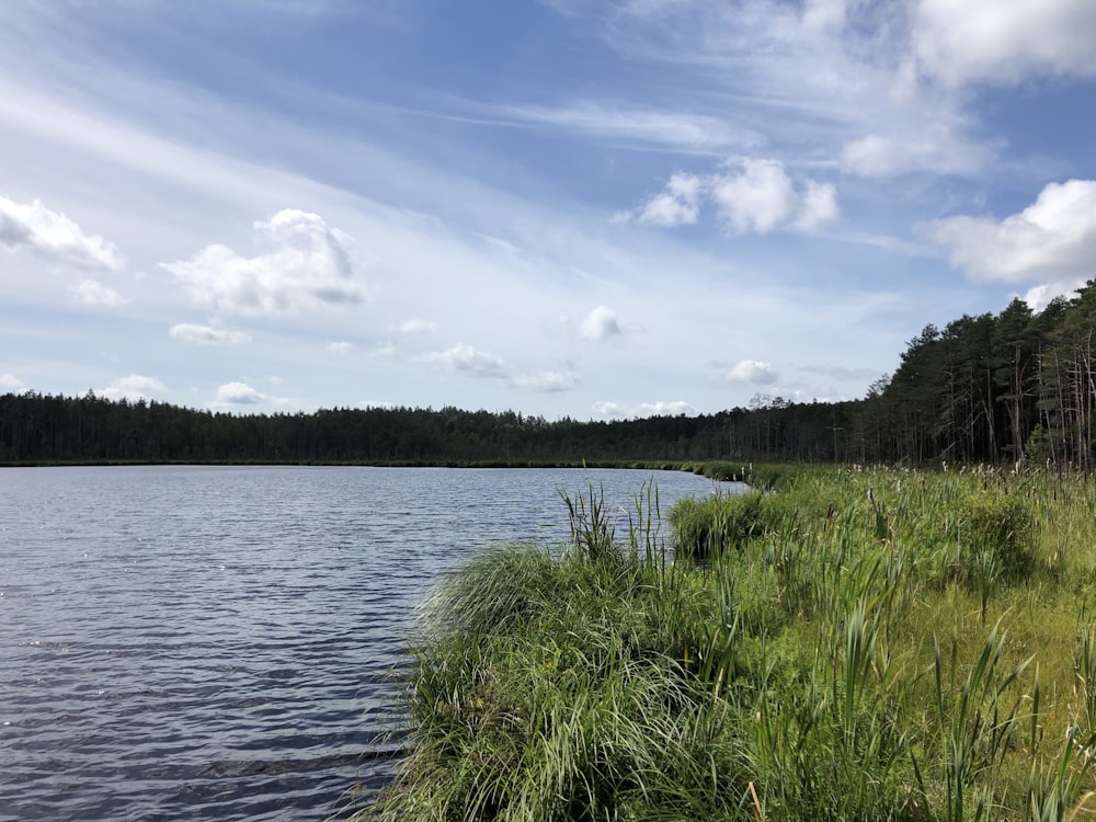 a large body of water surrounded by tall grass