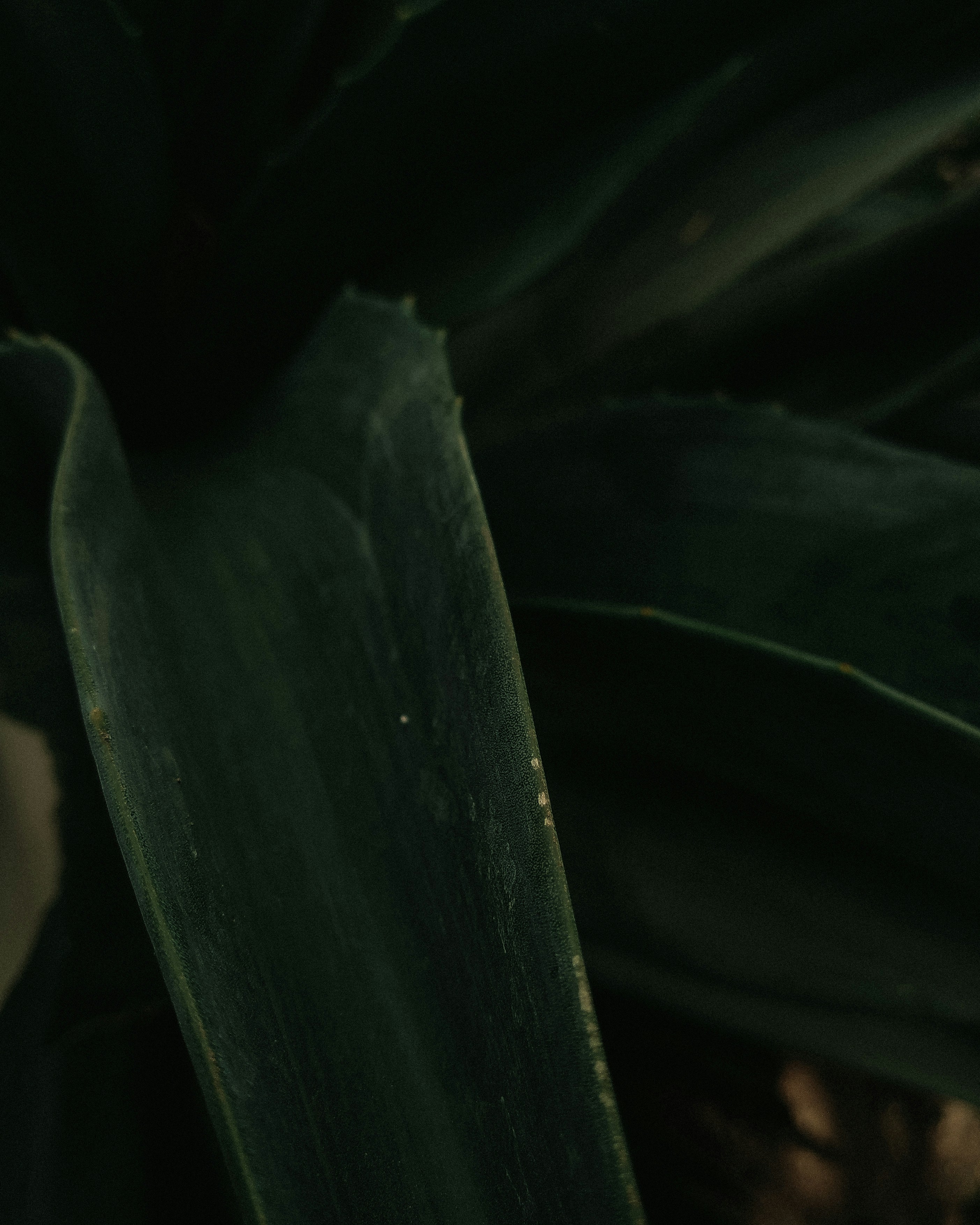 a close up of a green plant with leaves