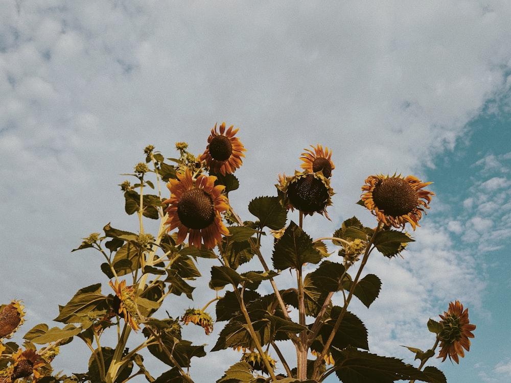 Sonnenblumen auf einem Feld mit blauem Himmel im Hintergrund