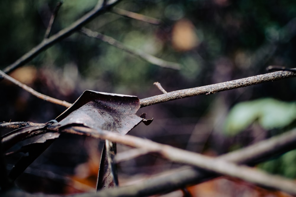 a close up of a leaf on a tree branch