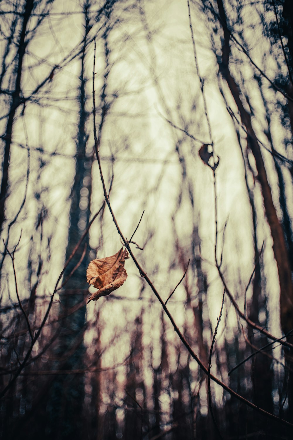 a leaf hanging from a tree branch in a forest