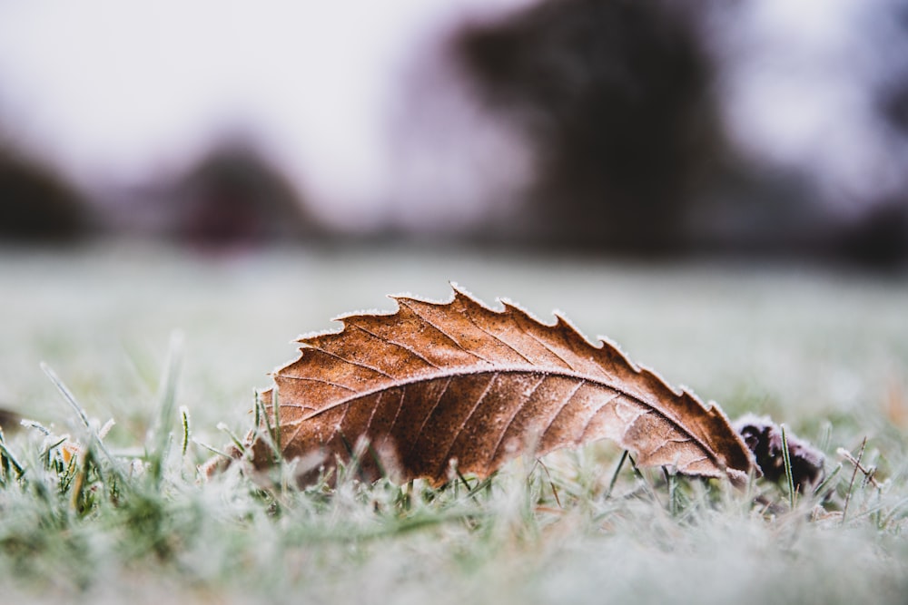 a brown leaf laying on top of a grass covered field