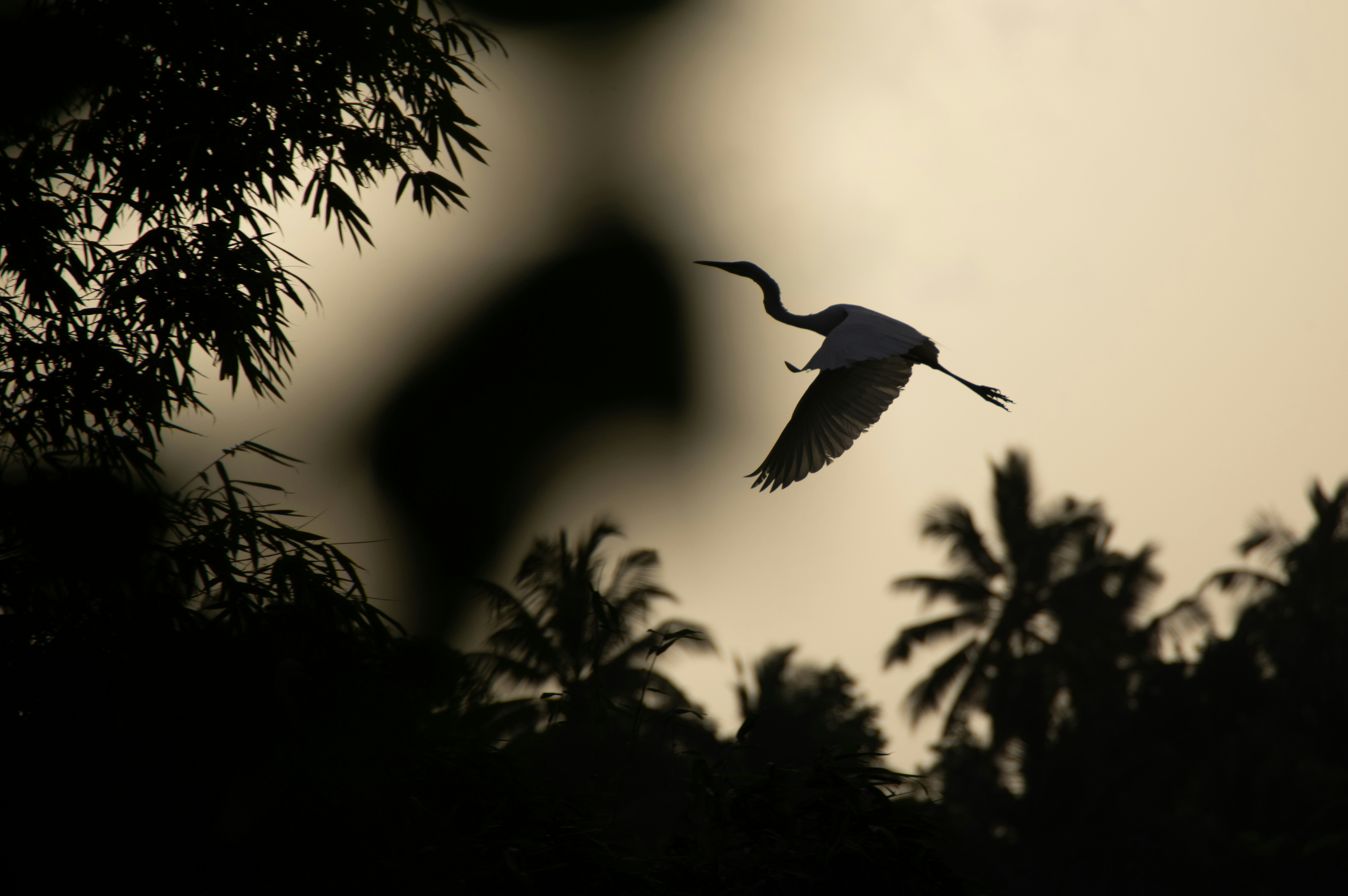 Image of a crane bird taking off.
