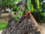 Close-up of a yellow-legged Asian hornet caught in a selective trap during early spring.