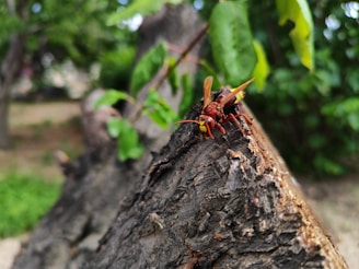 A large hornet with vivid yellow and rusty brown coloration stands prominently on a rough-textured tree branch. Its wings are slightly blurred, possibly indicating movement. The background is rich with green foliage, providing a natural setting.