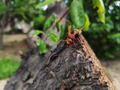 A large hornet with vivid yellow and rusty brown coloration stands prominently on a rough-textured tree branch. Its wings are slightly blurred, possibly indicating movement. The background is rich with green foliage, providing a natural setting.