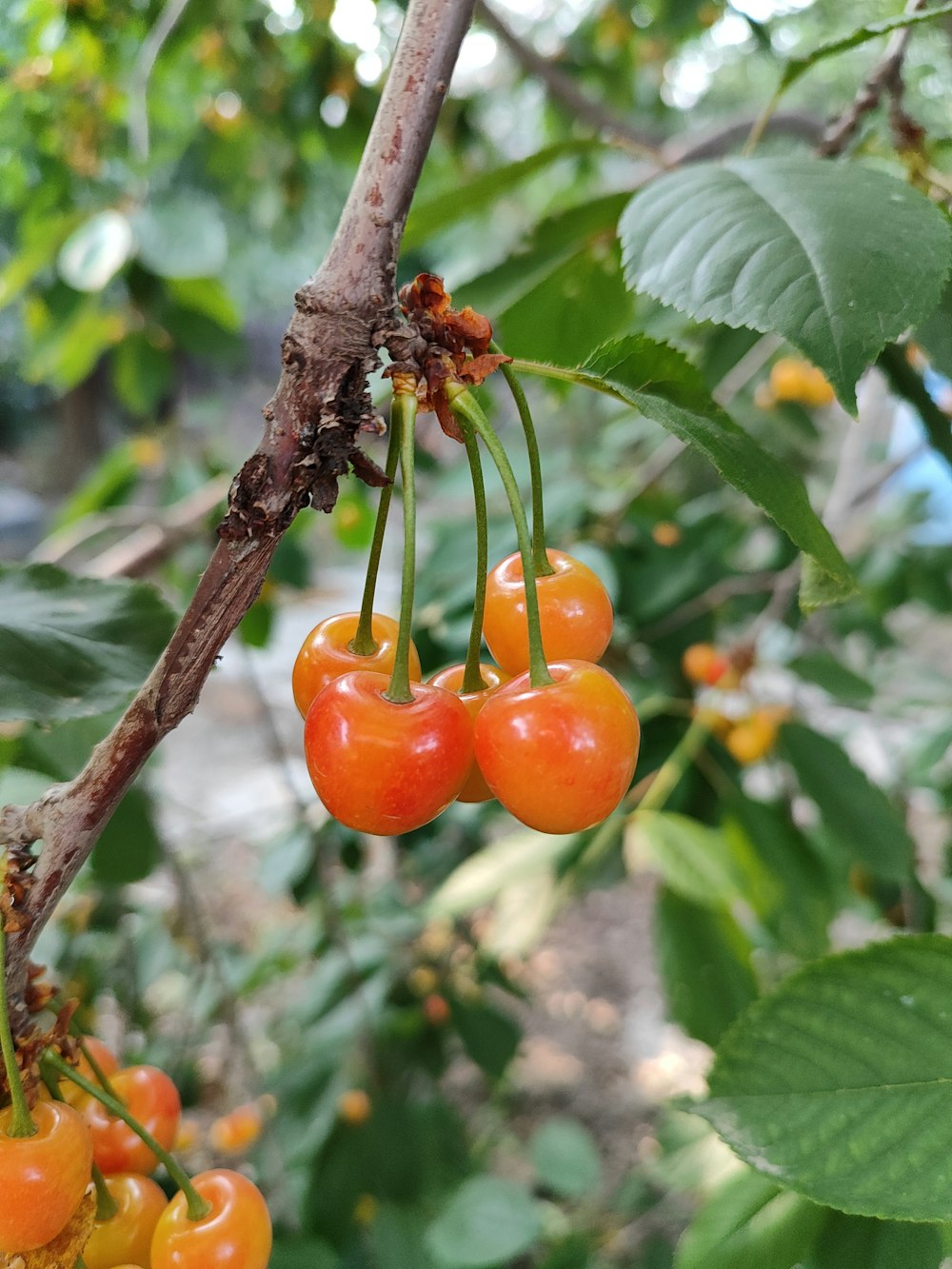 a bunch of cherries hanging from a tree