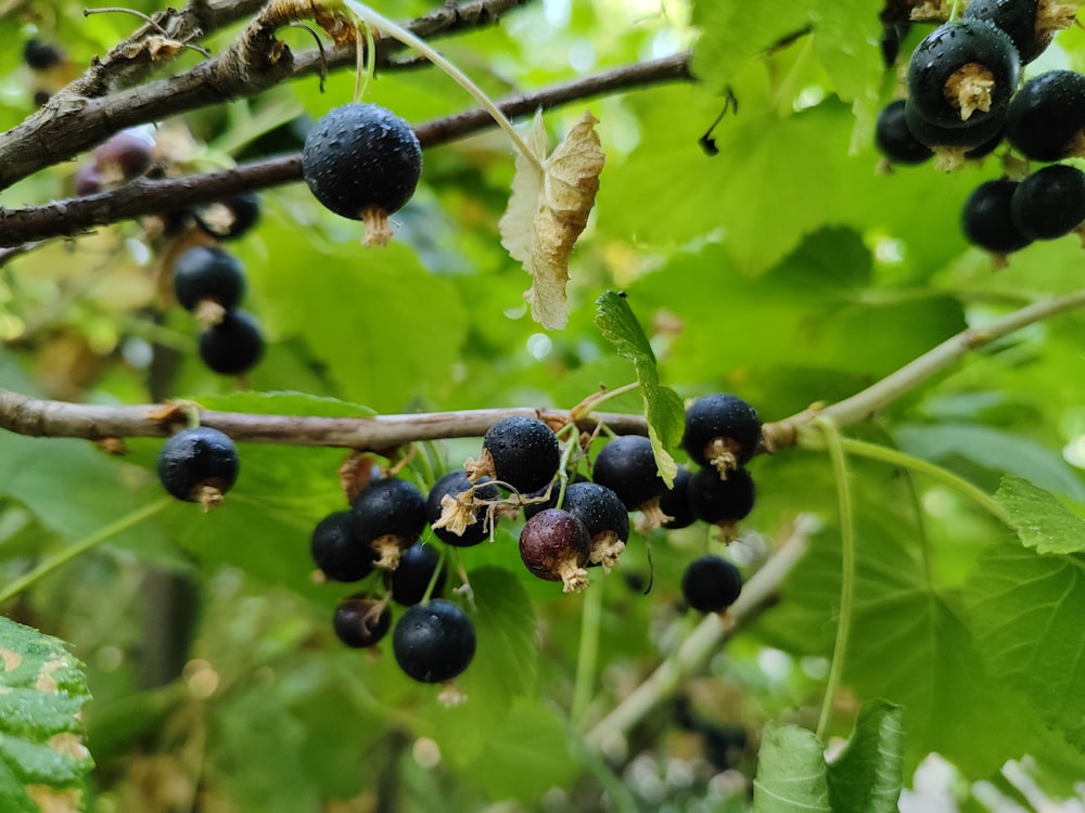 a bunch of berries hanging from a tree