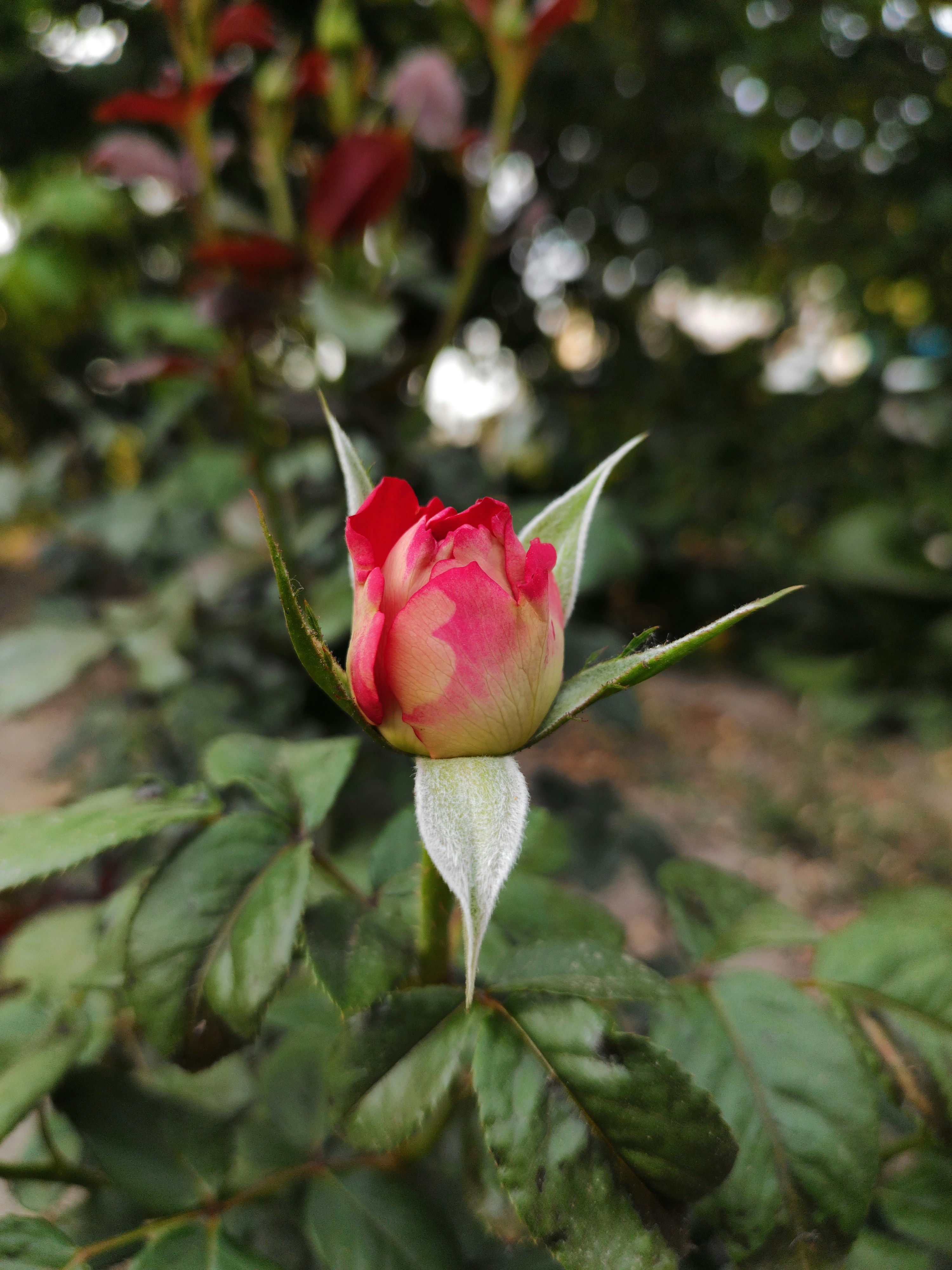 a red and white flower with green leaves