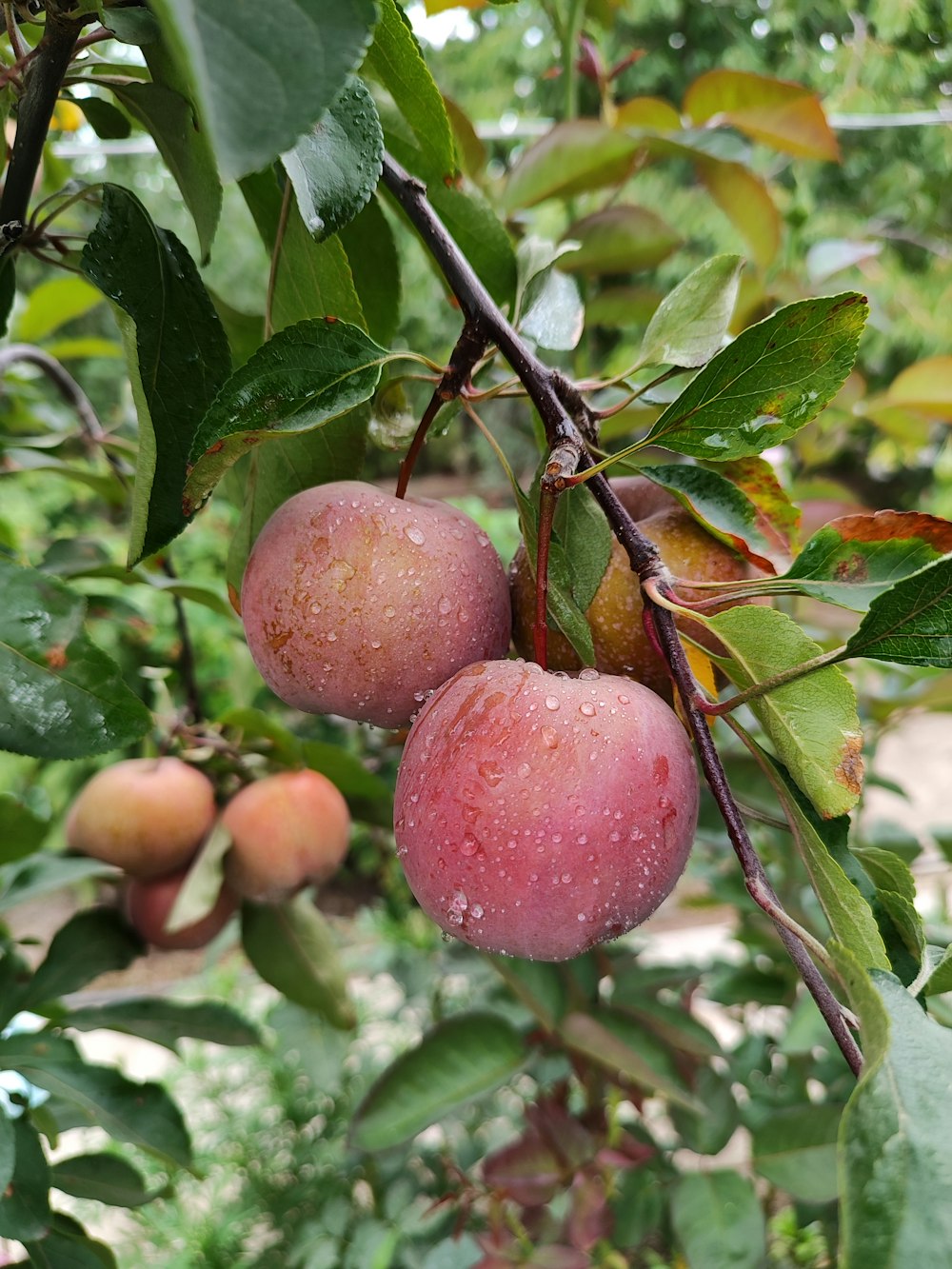 a couple of apples hanging from a tree