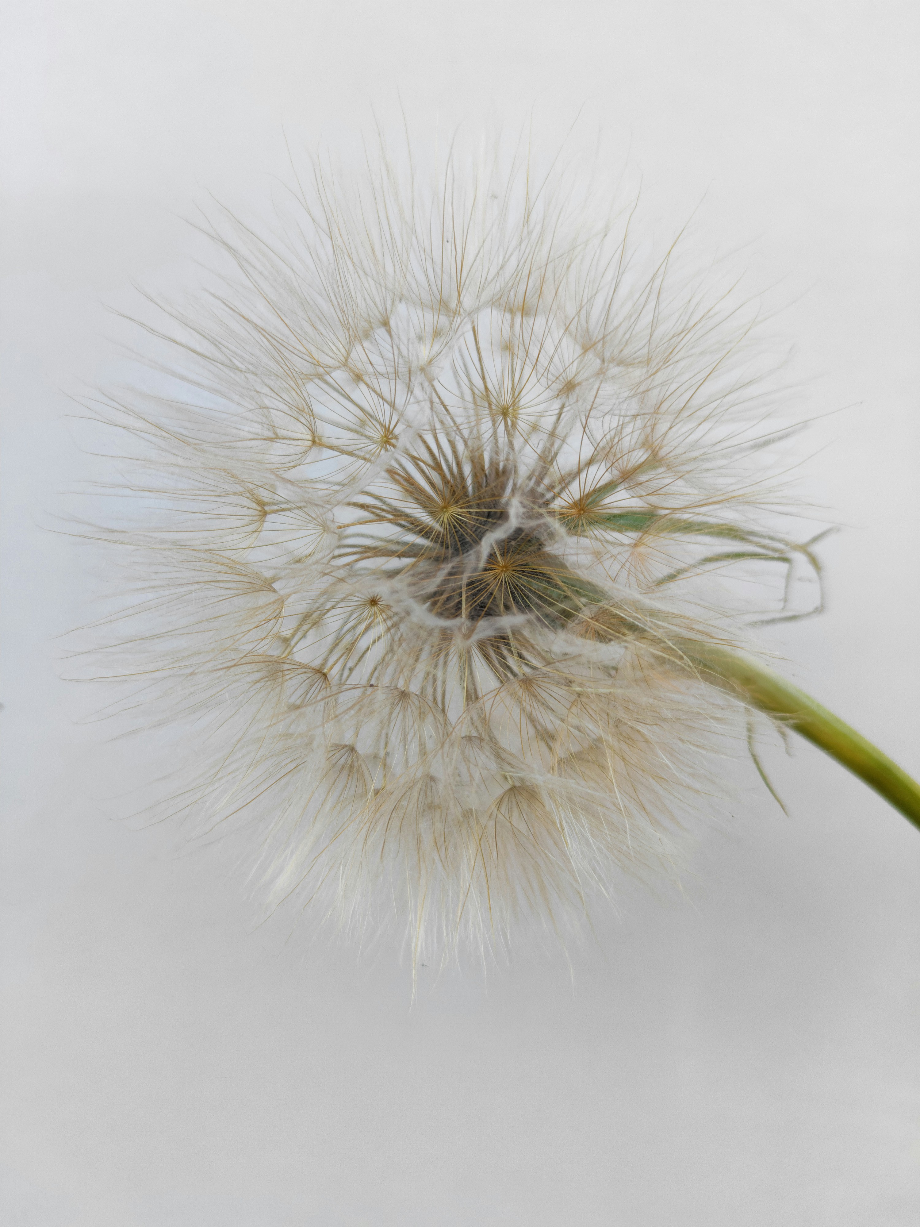 um close up de um dente-de-leão em um fundo branco