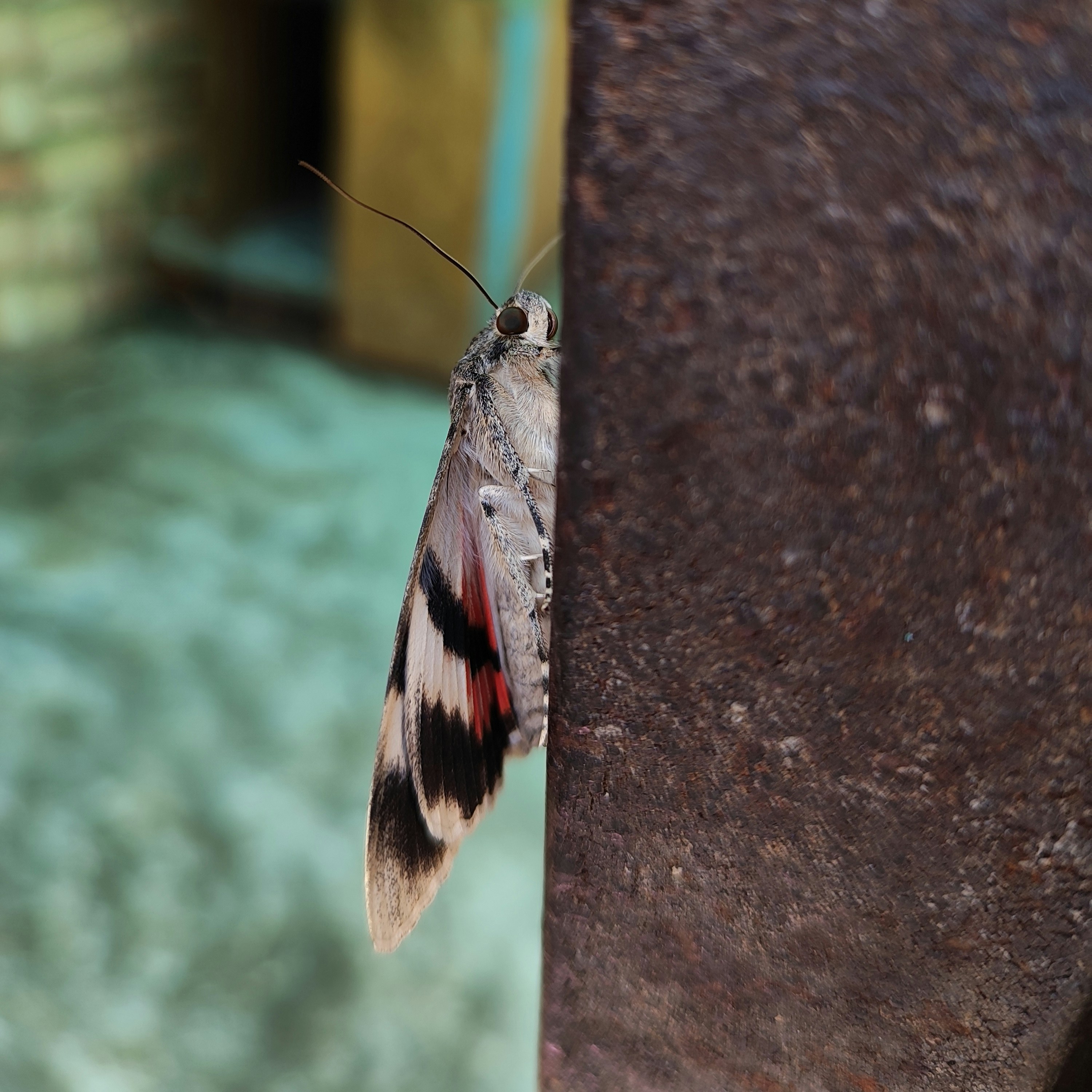 a close up of a moth on a wall