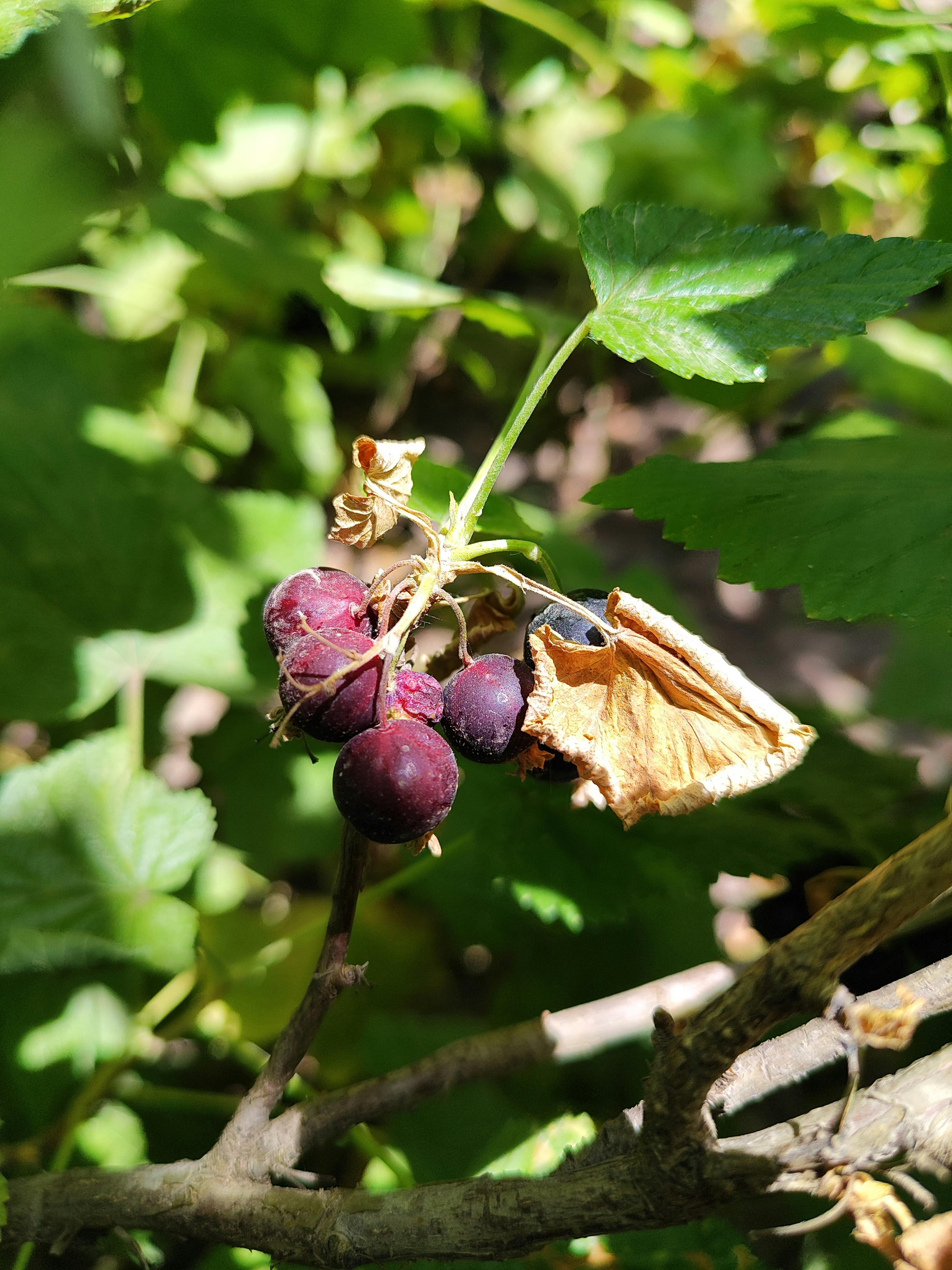 a close up of a berry on a tree branch