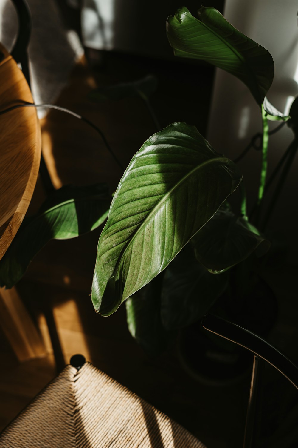 a green plant sitting on top of a wooden chair