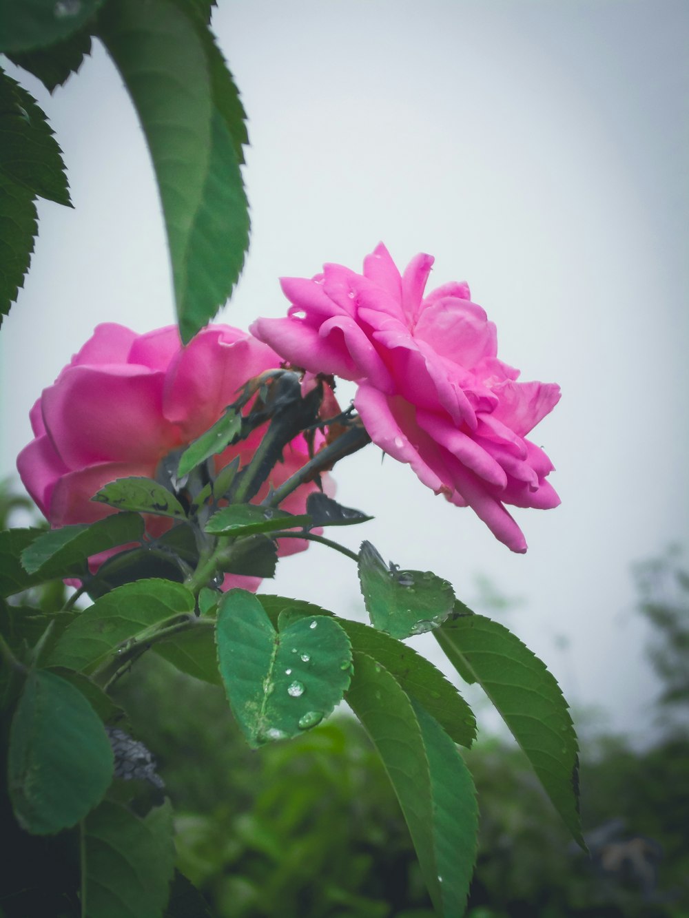 a pink rose with green leaves on a rainy day