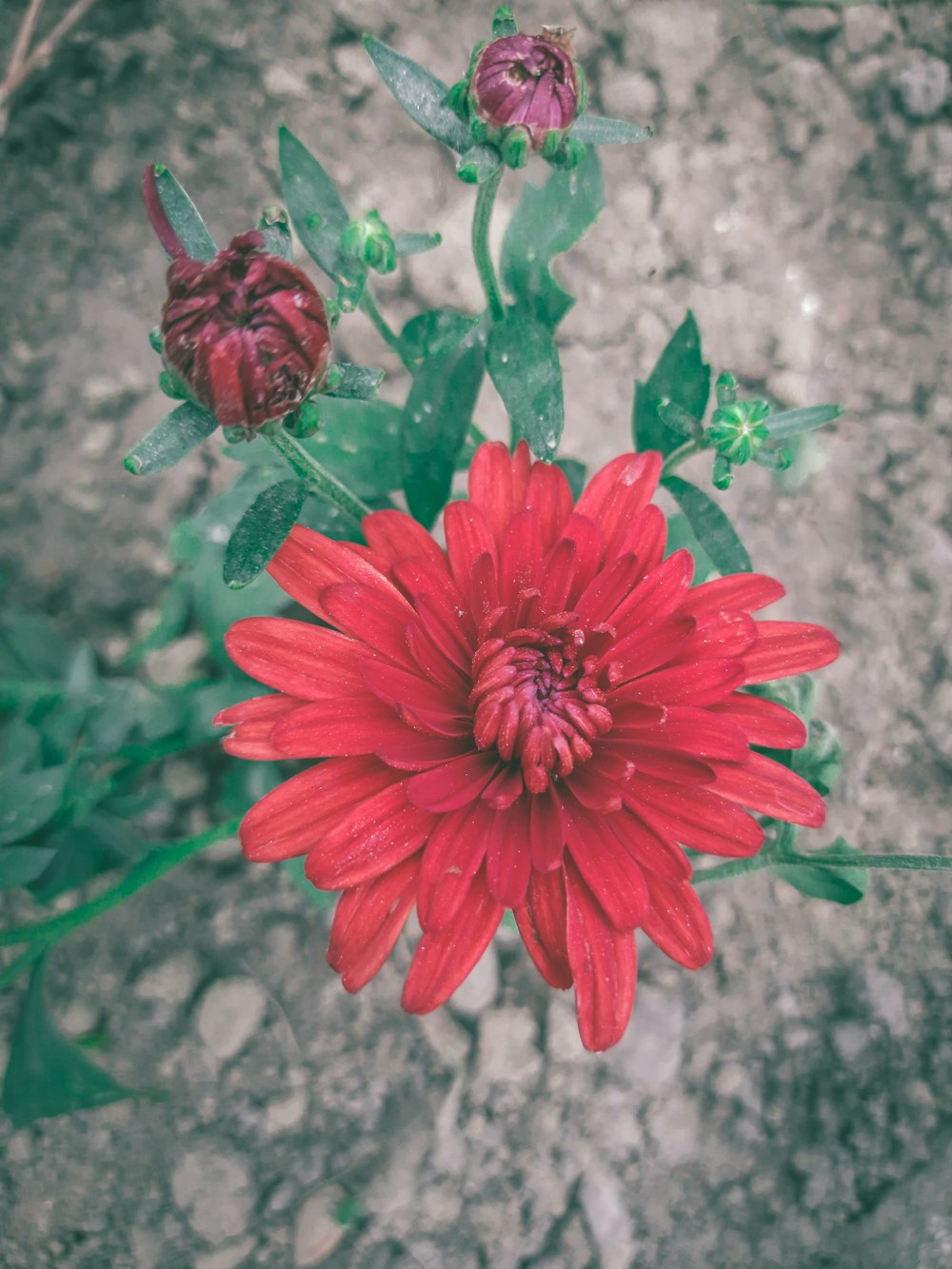 a close up of a red flower on the ground