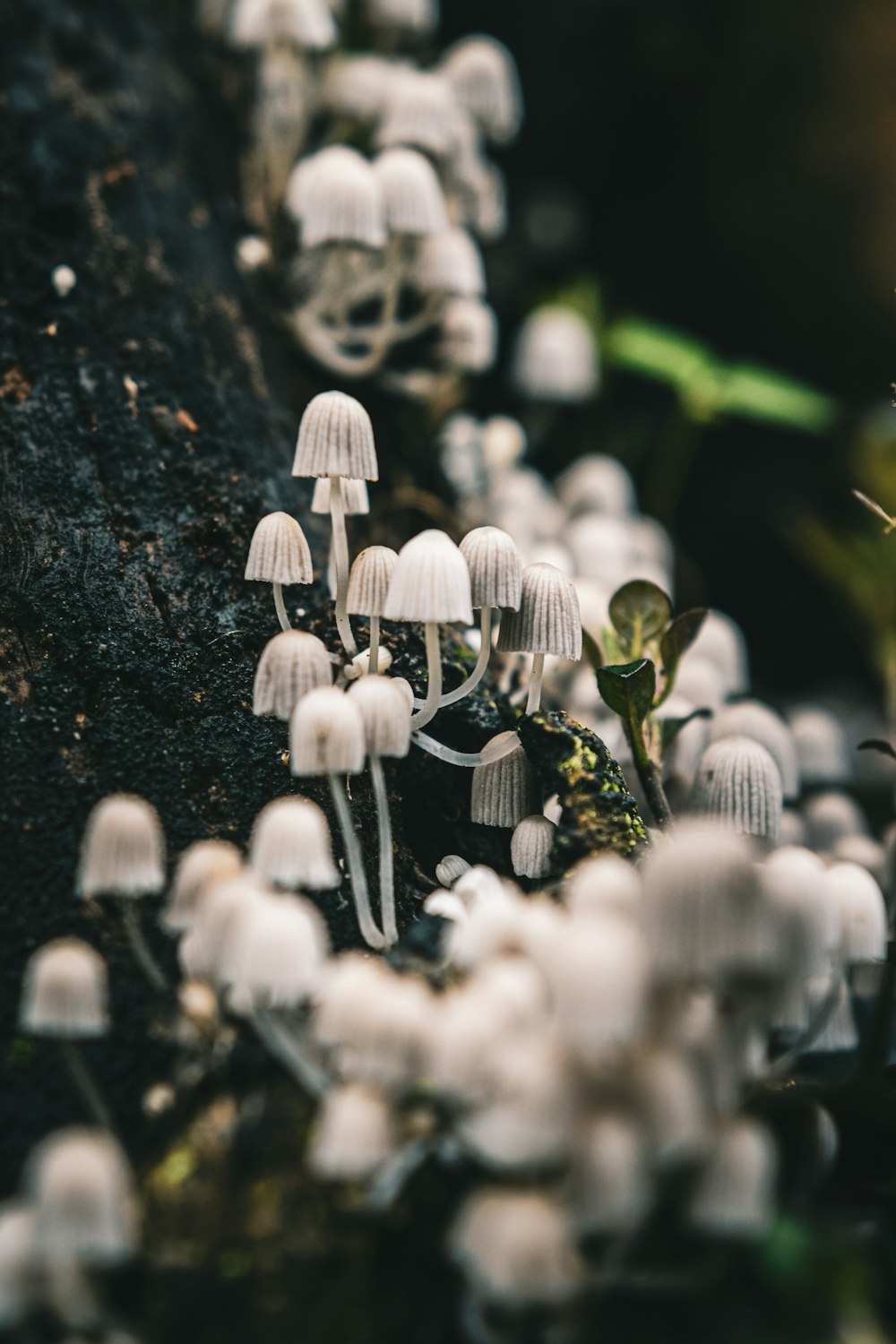 a group of mushrooms growing out of the ground