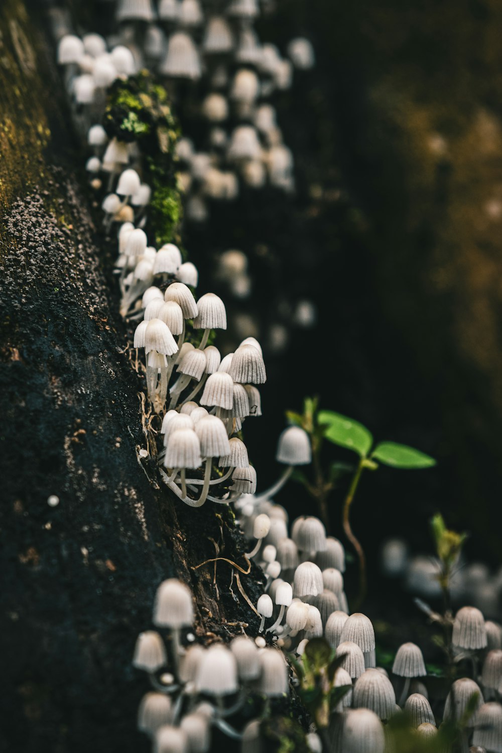 a group of white mushrooms growing on the side of a rock