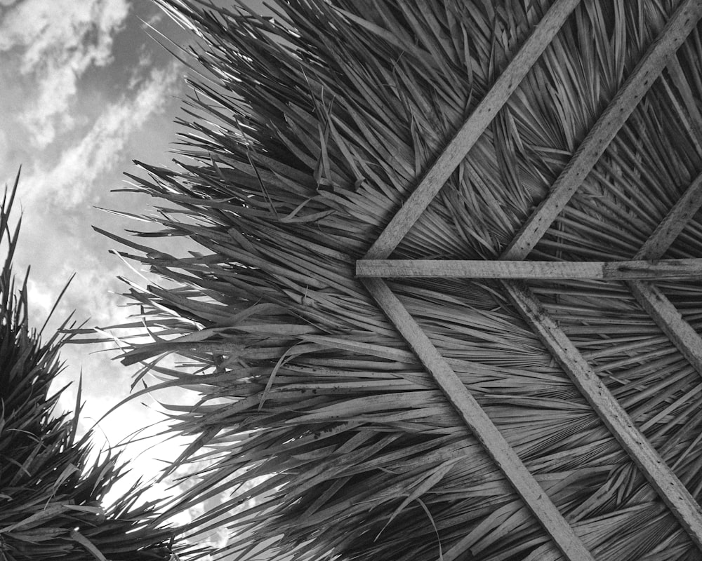 a black and white photo of a thatched roof