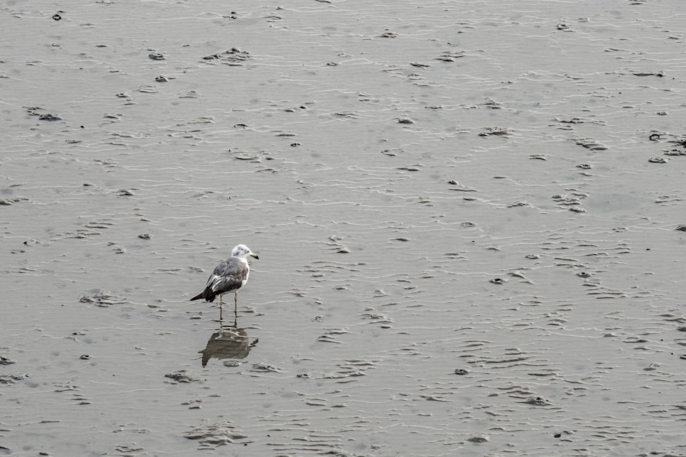 a seagull standing in shallow water on a beach