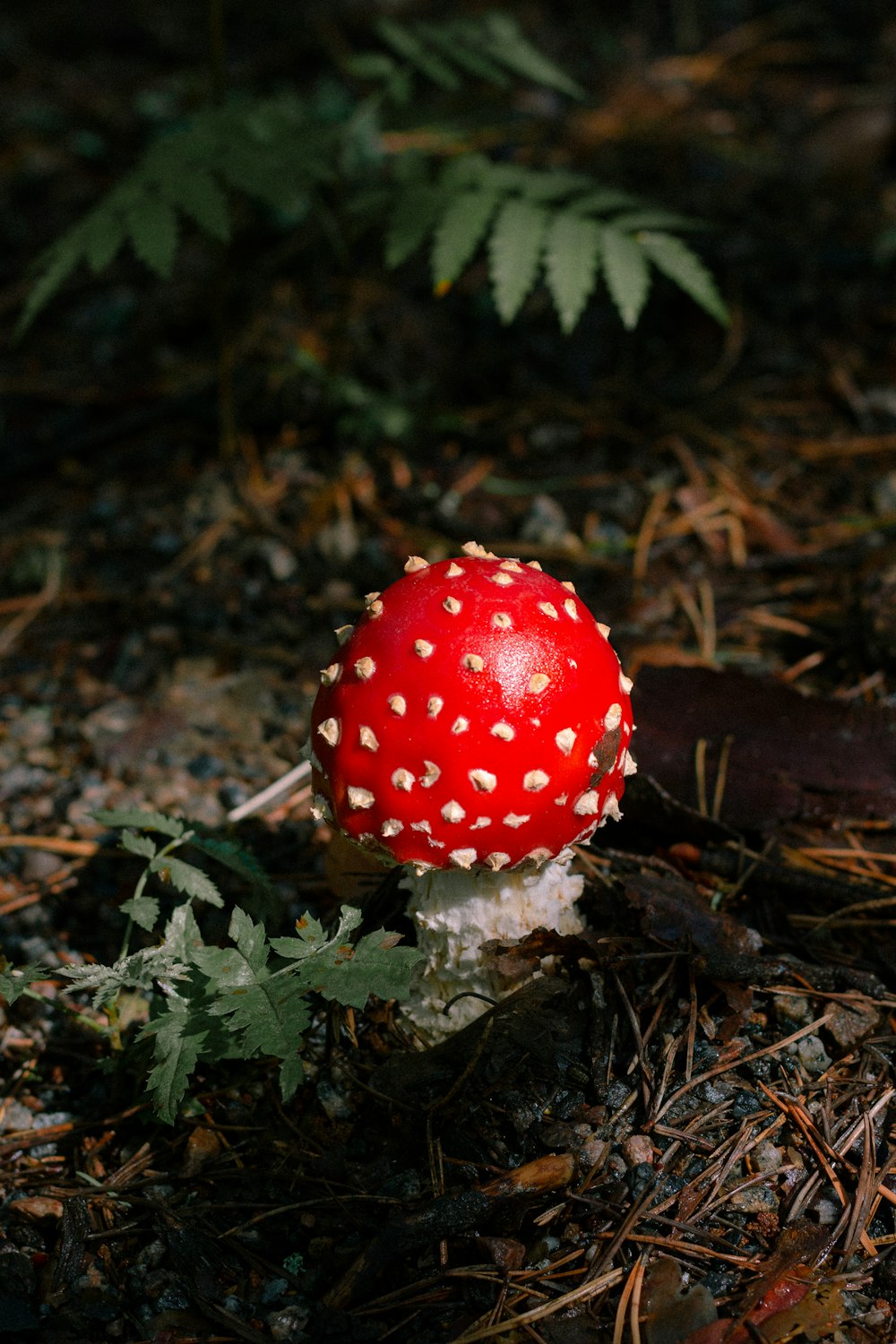 a red mushroom sitting on top of a forest floor