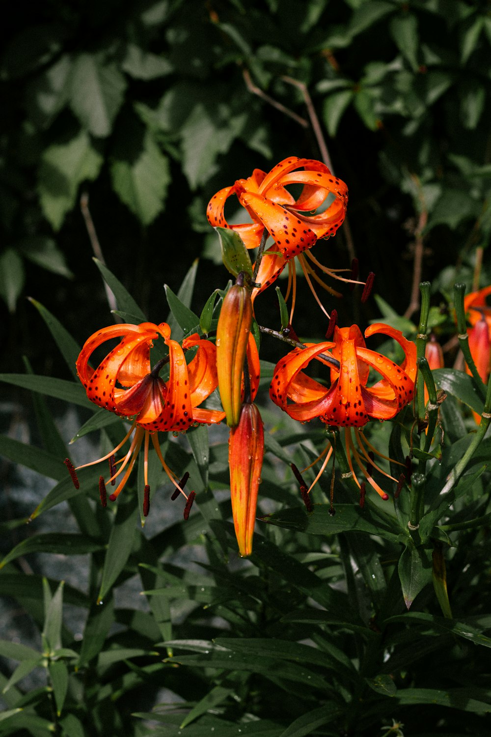 a group of orange flowers with green leaves