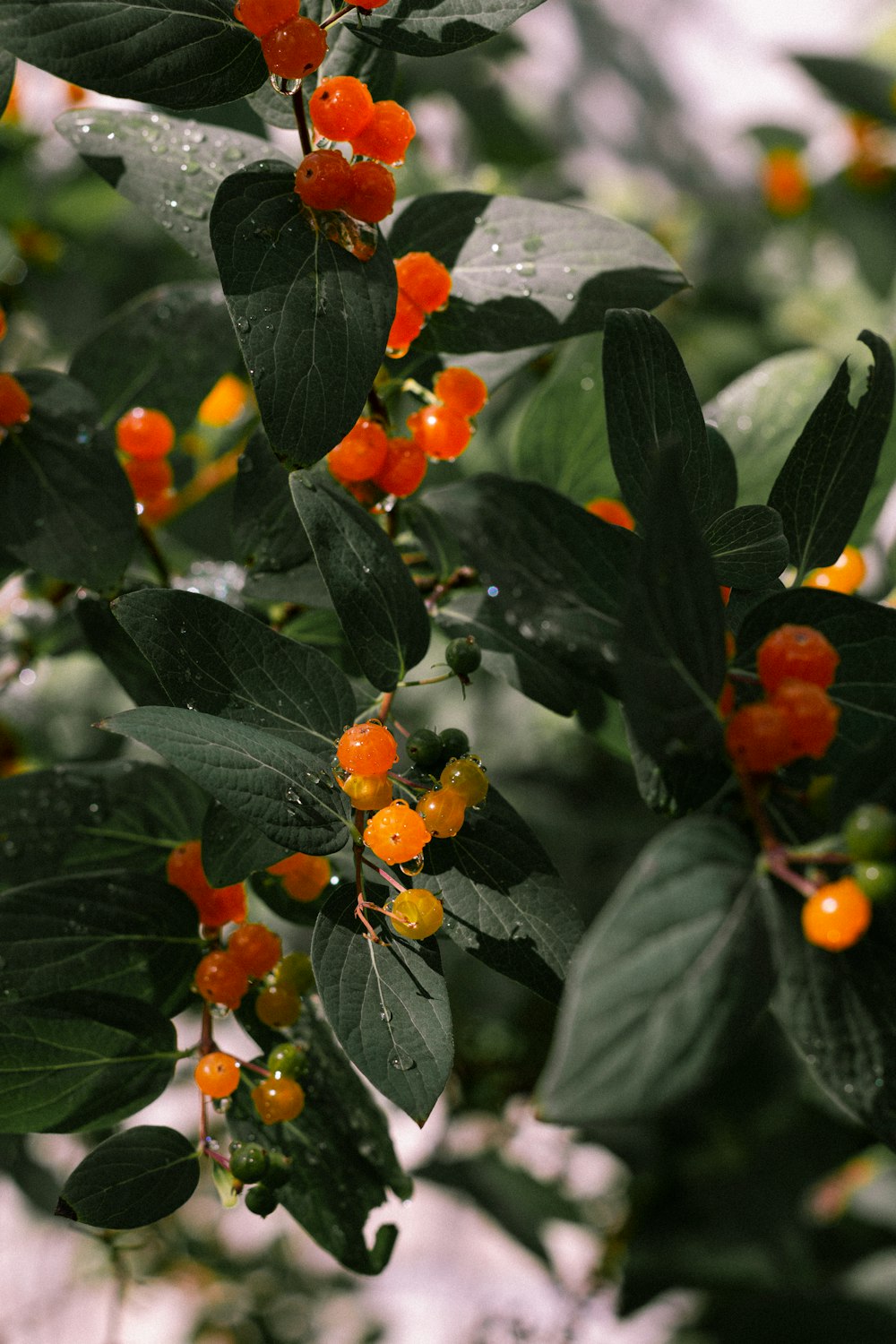 a bunch of orange berries hanging from a tree