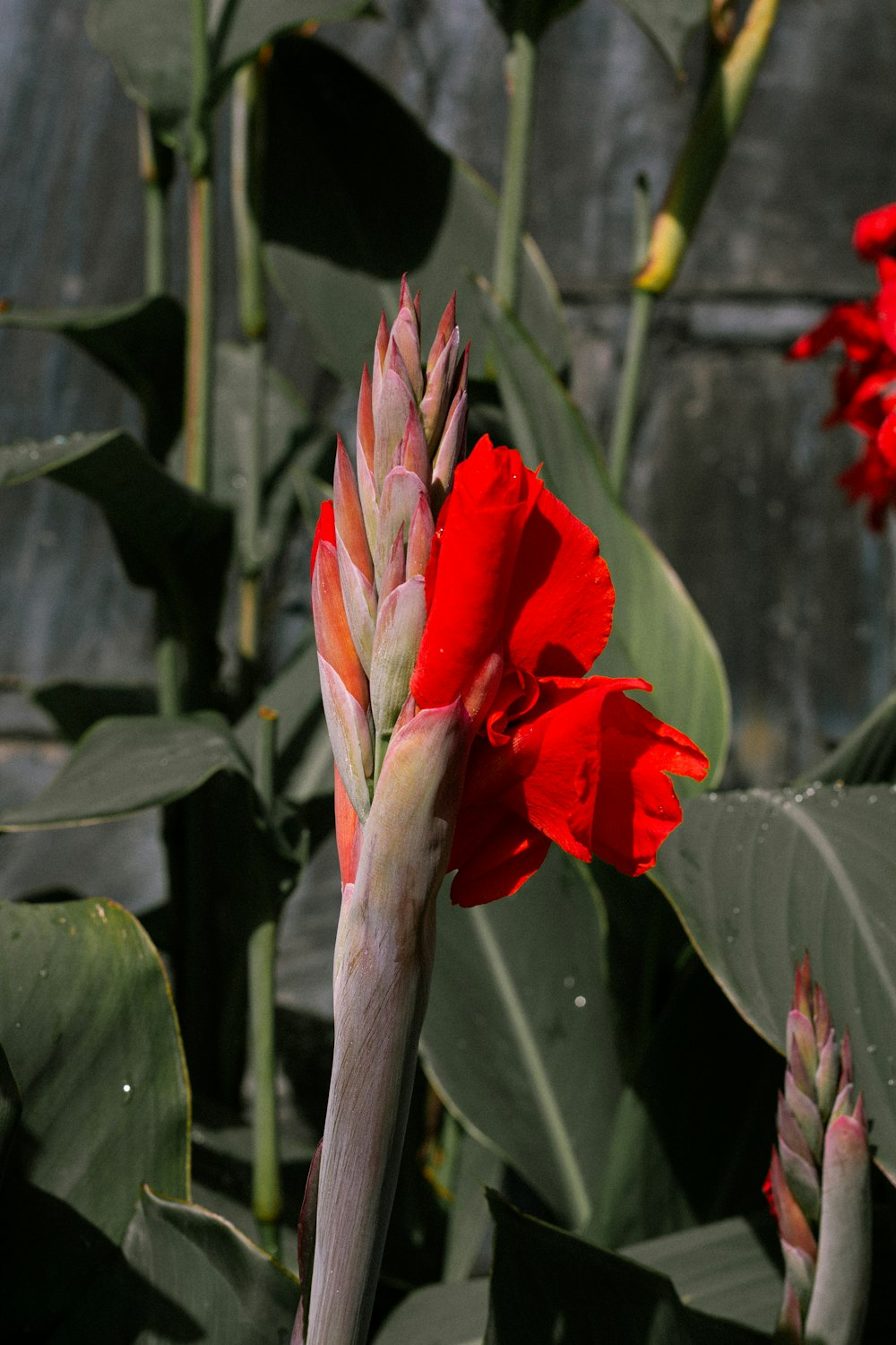 a red flower with green leaves in the background