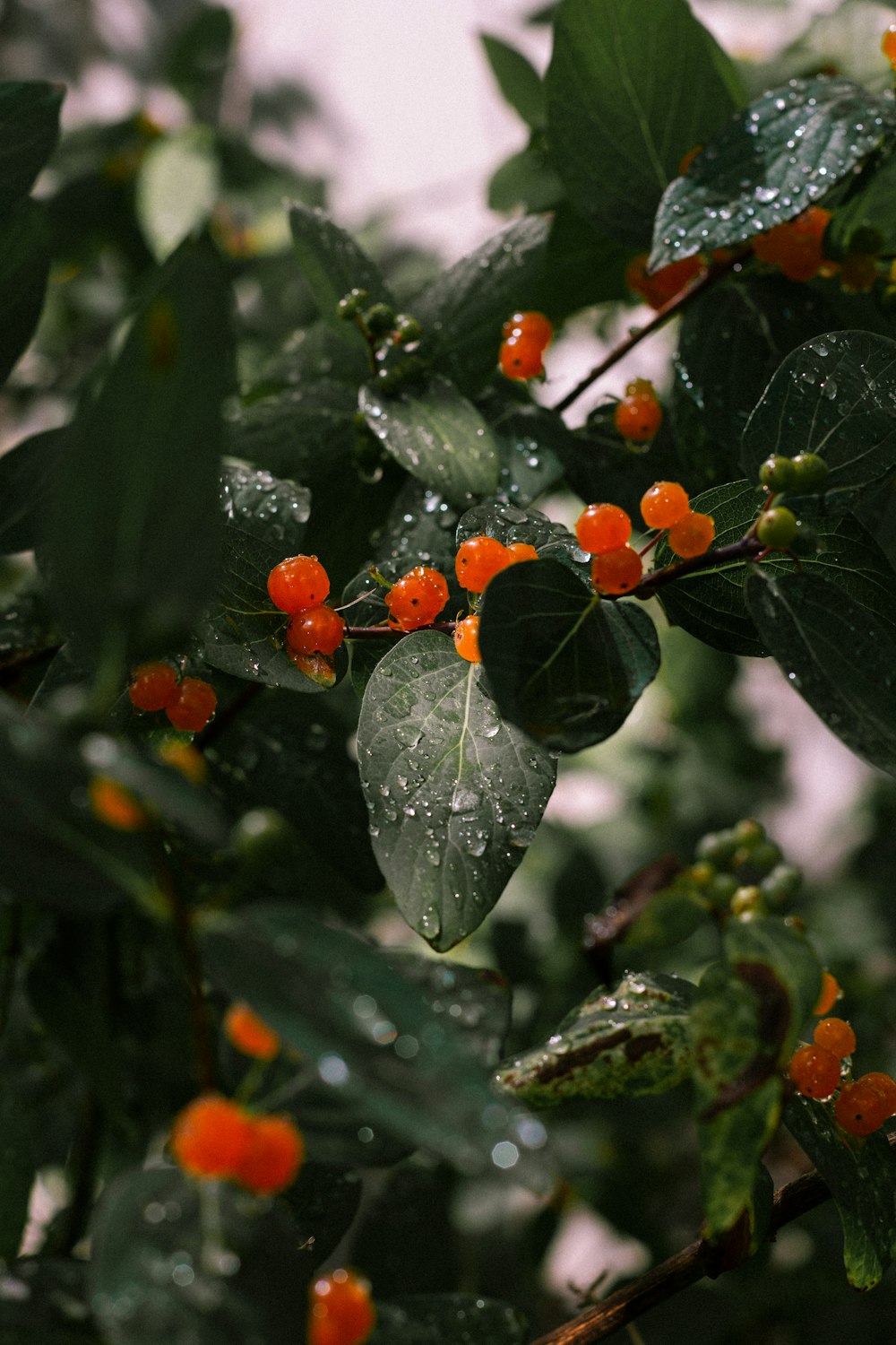 orange berries on a tree with water droplets