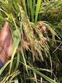 A hand holding a cluster of ripe rice plants with long, slender grains amid a dense growth of green leaves and stems.