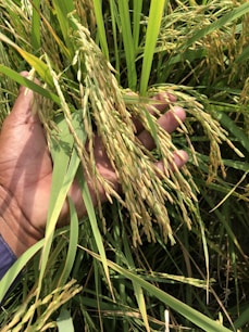 A hand holding a cluster of ripe rice plants with long, slender grains amid a dense growth of green leaves and stems.